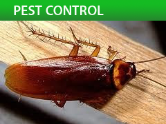  Property Management on Pest Control Wildlife Removal Lawncare Gutter Protection