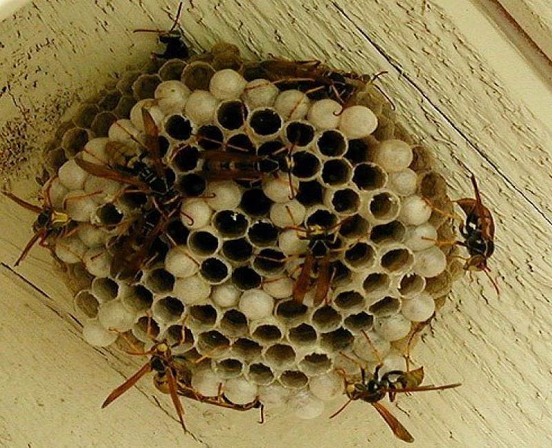 Focus Pest Management - Revoving a Wasp Nest