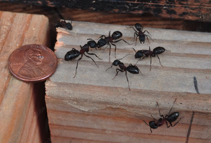 Carpentar Ants