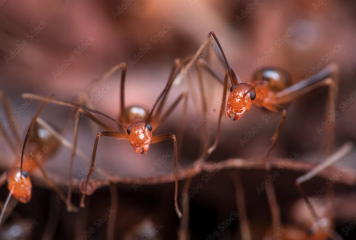 Rasberry or Crazy ants