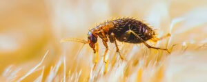 FOCUS-PEST-MANAGEMENT FLEA INFESTATION AND TICK 0ERVICESS