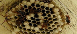 Wasp Nest removal